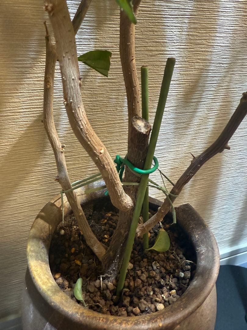 貴重な￼ブーゲンビリア大苗￼