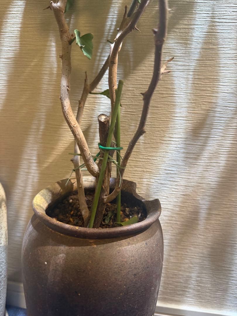 貴重な￼ブーゲンビリア大苗￼