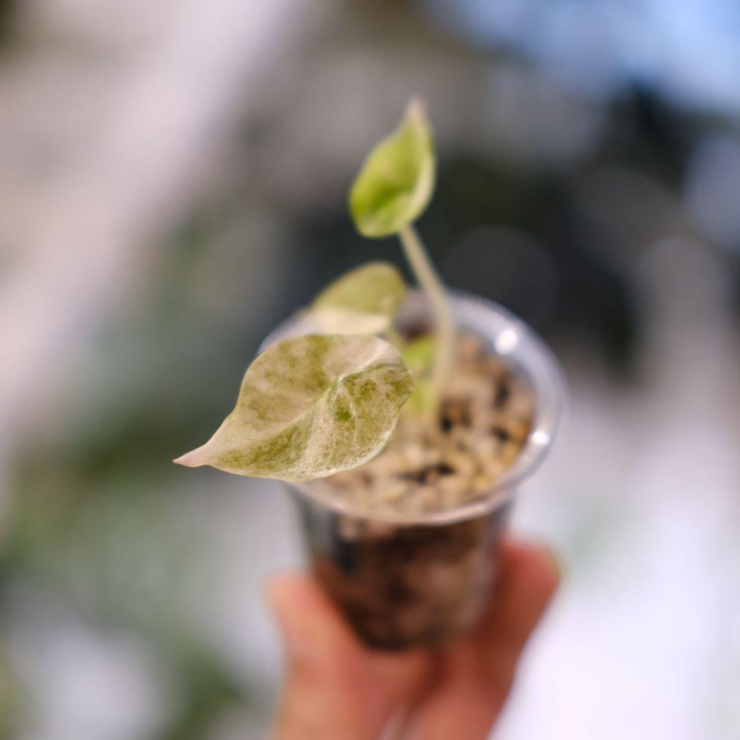 Alocasia cuprea pink var/ アロカシア クプレア ピンク