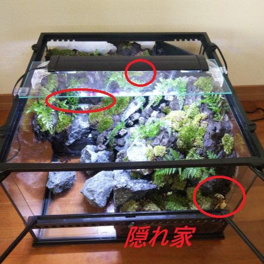 【受注生産】滝のあるアクアテラリウム　グラステラリウム 4530イモリウム