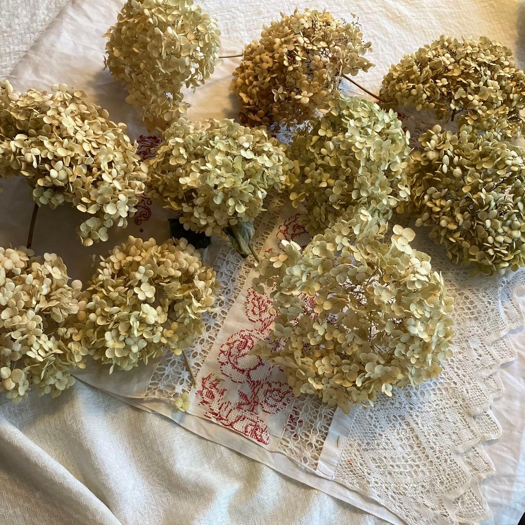 ドライフラワー　アナベル　紫陽花　インテリア　　「訳あり」　ディスプレイ　花材