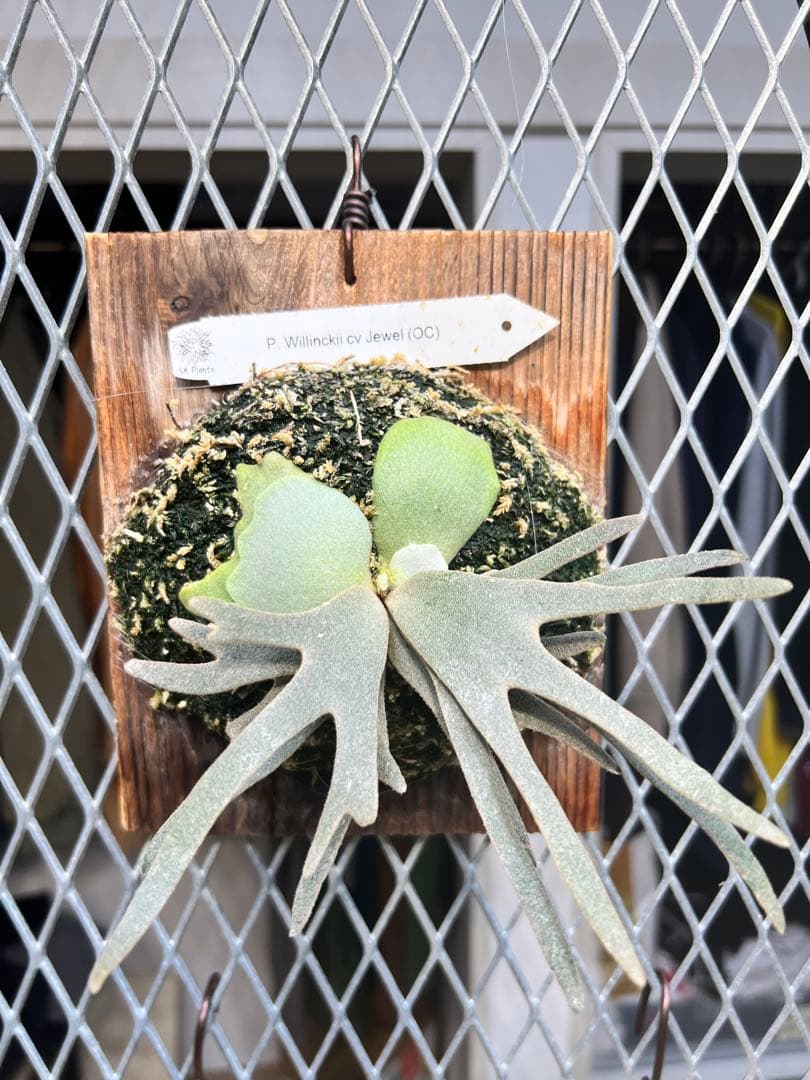 P. Wilinckii Jewel OC（Original Clone）