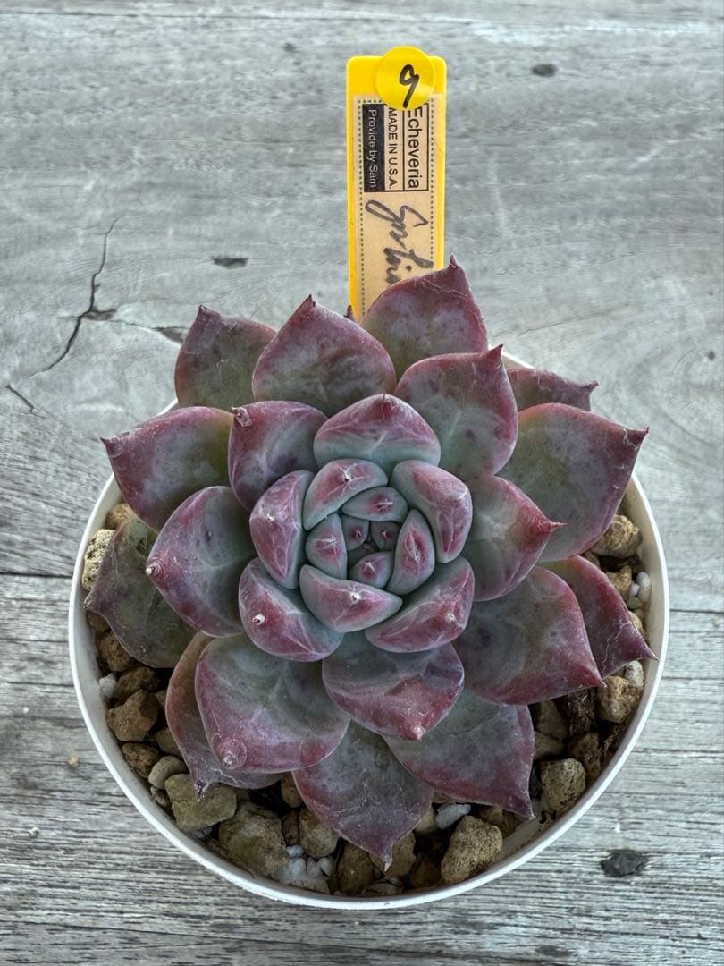 9 希少　SAMリンゼアナNo.6 カリフォルニア輸入　多肉植物