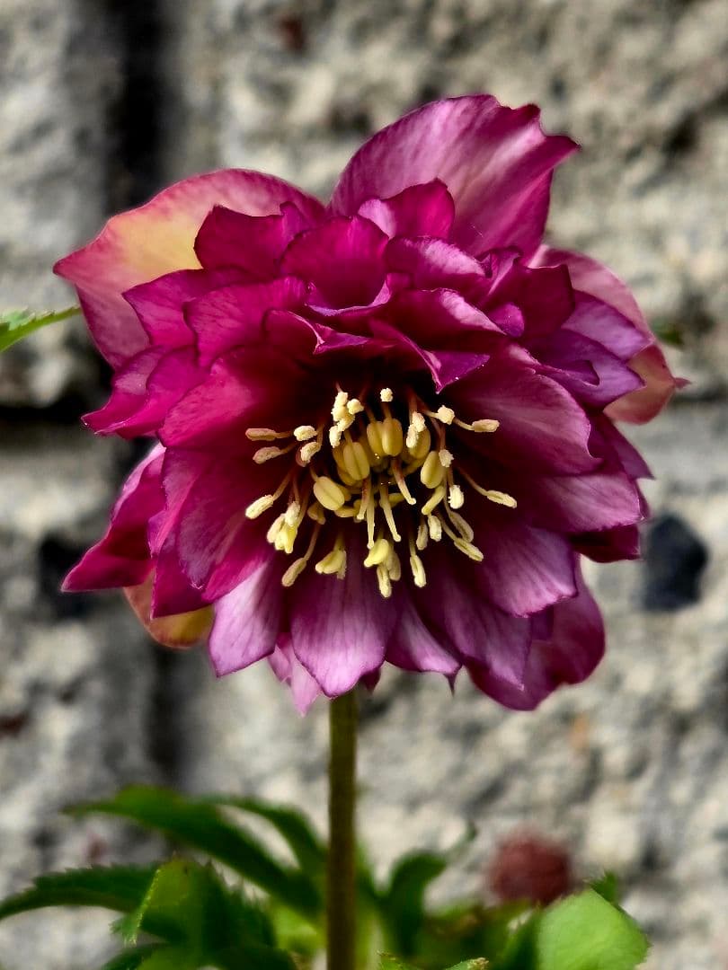 フレグランスクリスマスローズ