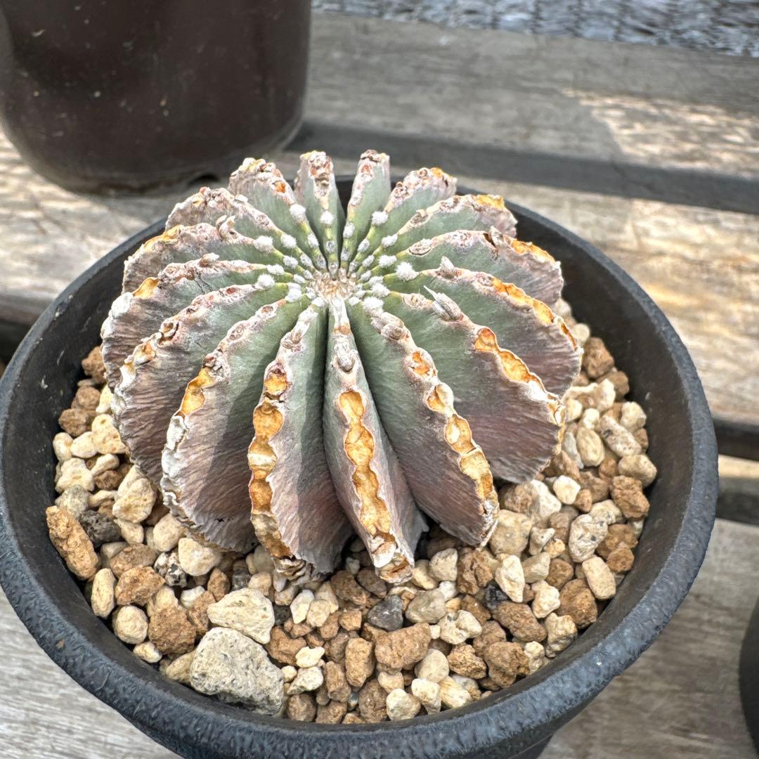 コピアポア メキシカーナ グラキリス オペルクリカリア 希少現地球 カタチ製作所