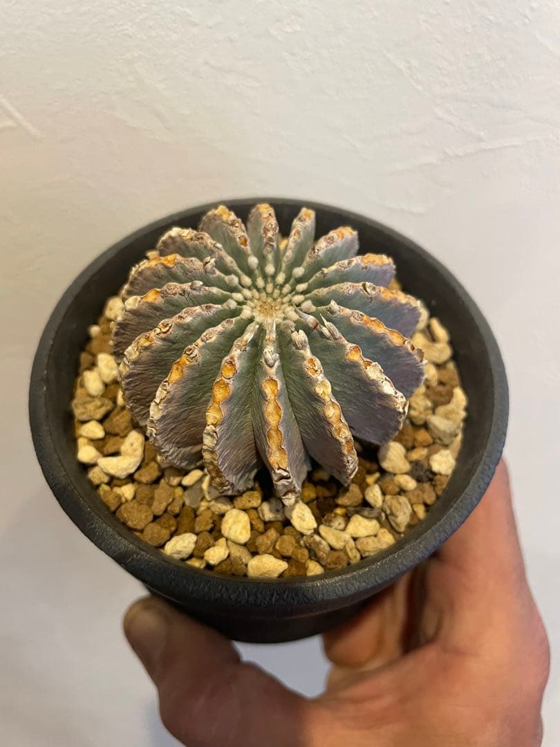 コピアポア メキシカーナ グラキリス オペルクリカリア 希少現地球 カタチ製作所