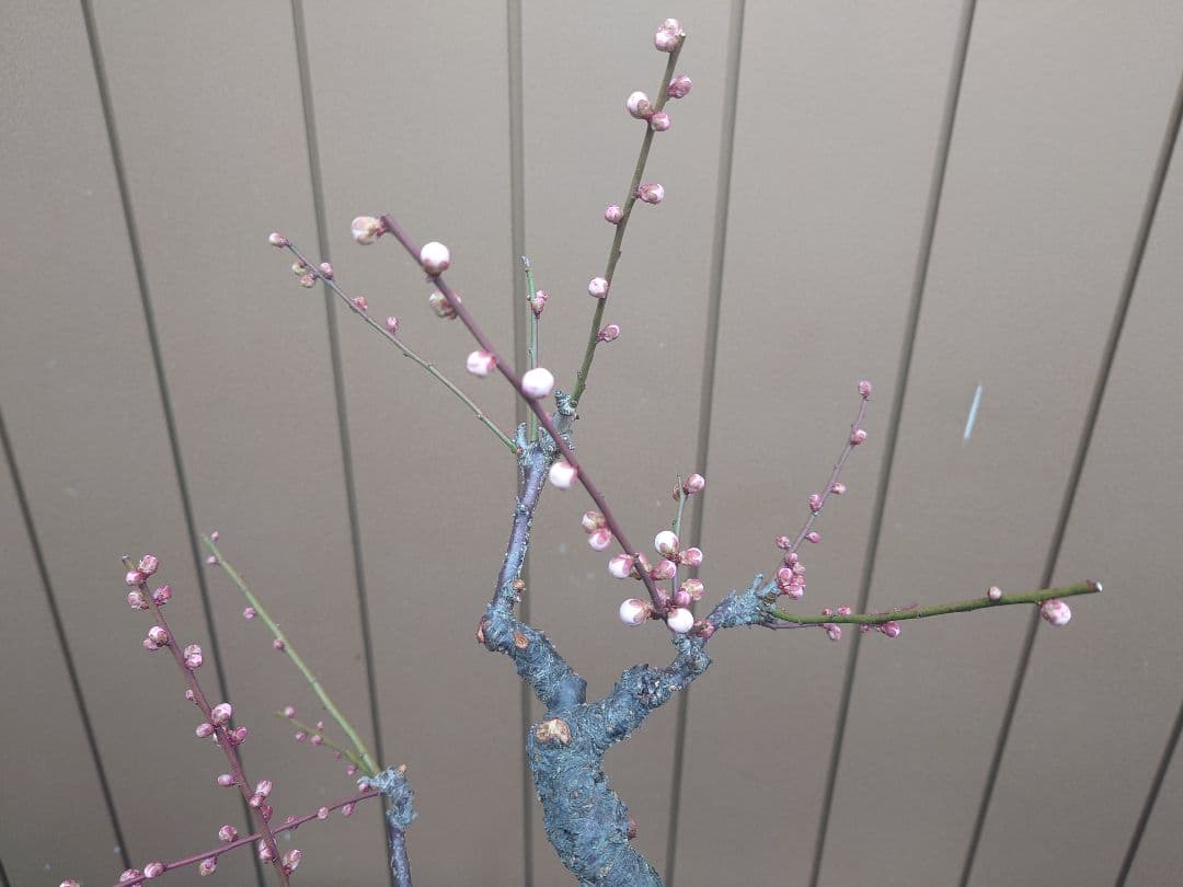 盆栽　野梅　樹高56cm