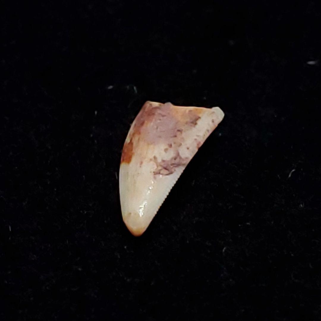 希少 コエロフィシス 化石 歯 恐竜 本物  7.15mm fr81