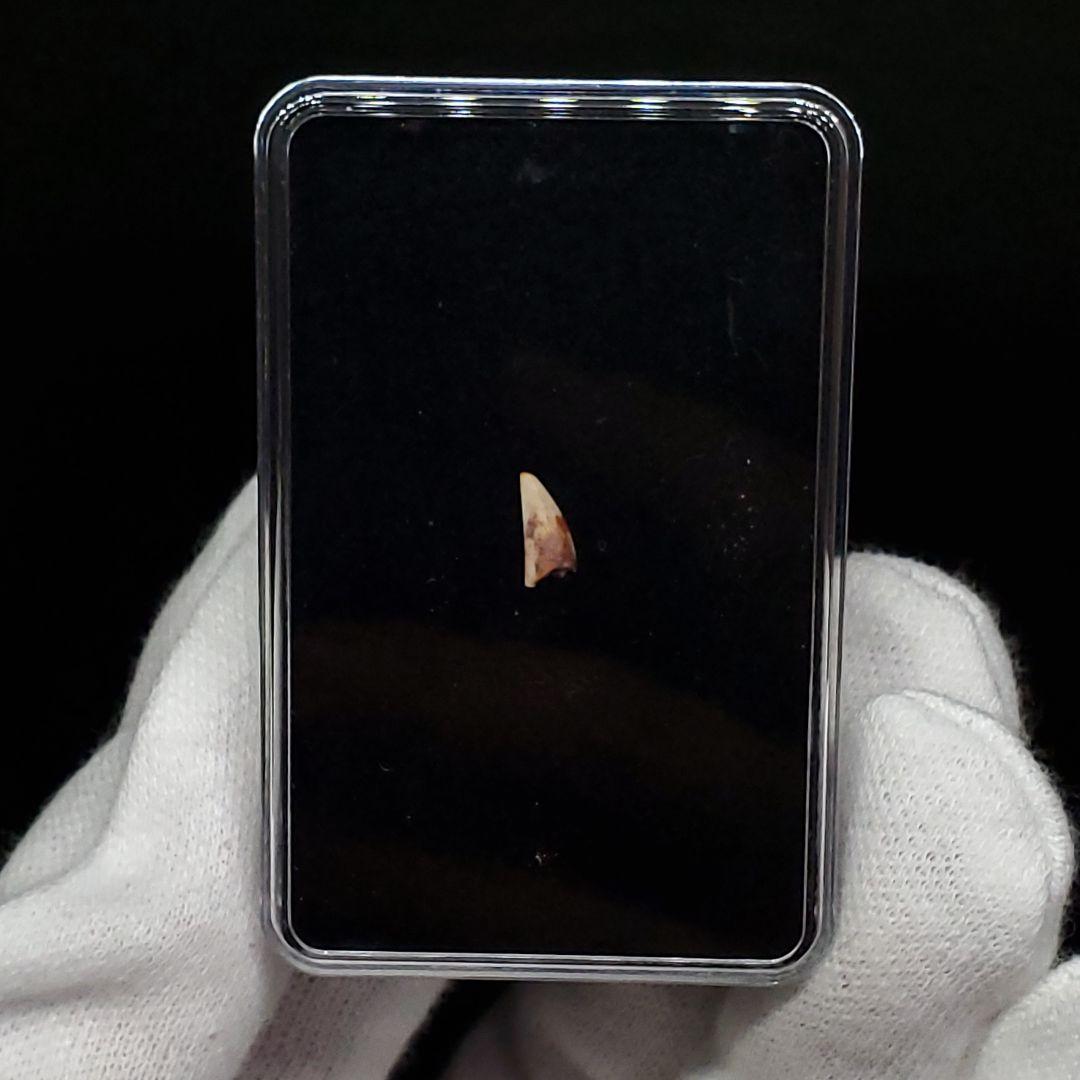 希少 コエロフィシス 化石 歯 恐竜 本物  7.15mm fr81