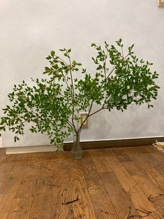 ドウダンツツジ 確認用