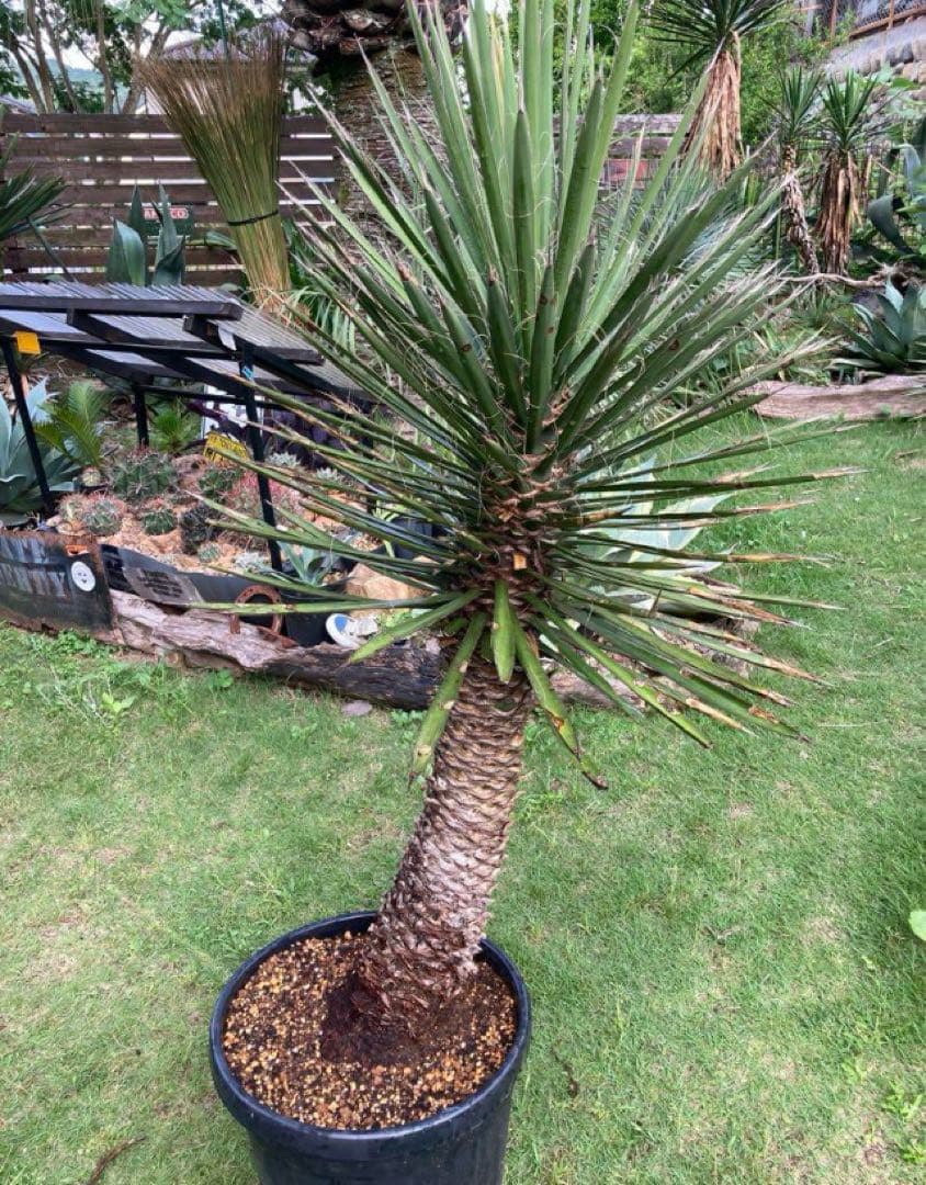 耐寒性ユッカ　フィリフェラ太大株◇ドライガーデン南国アガベ多肉サボテン　ヤシ島