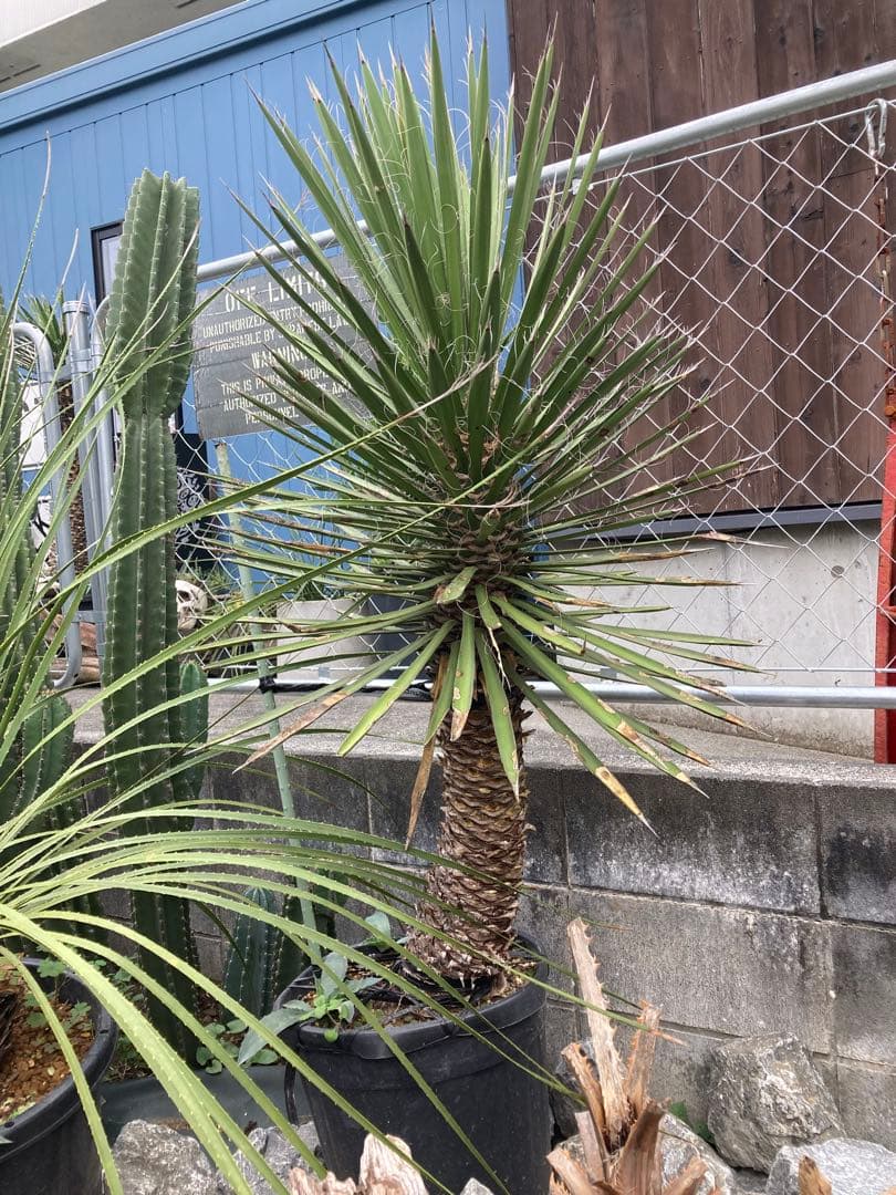 耐寒性ユッカ　フィリフェラ太大株◇ドライガーデン南国アガベ多肉サボテン　ヤシ島