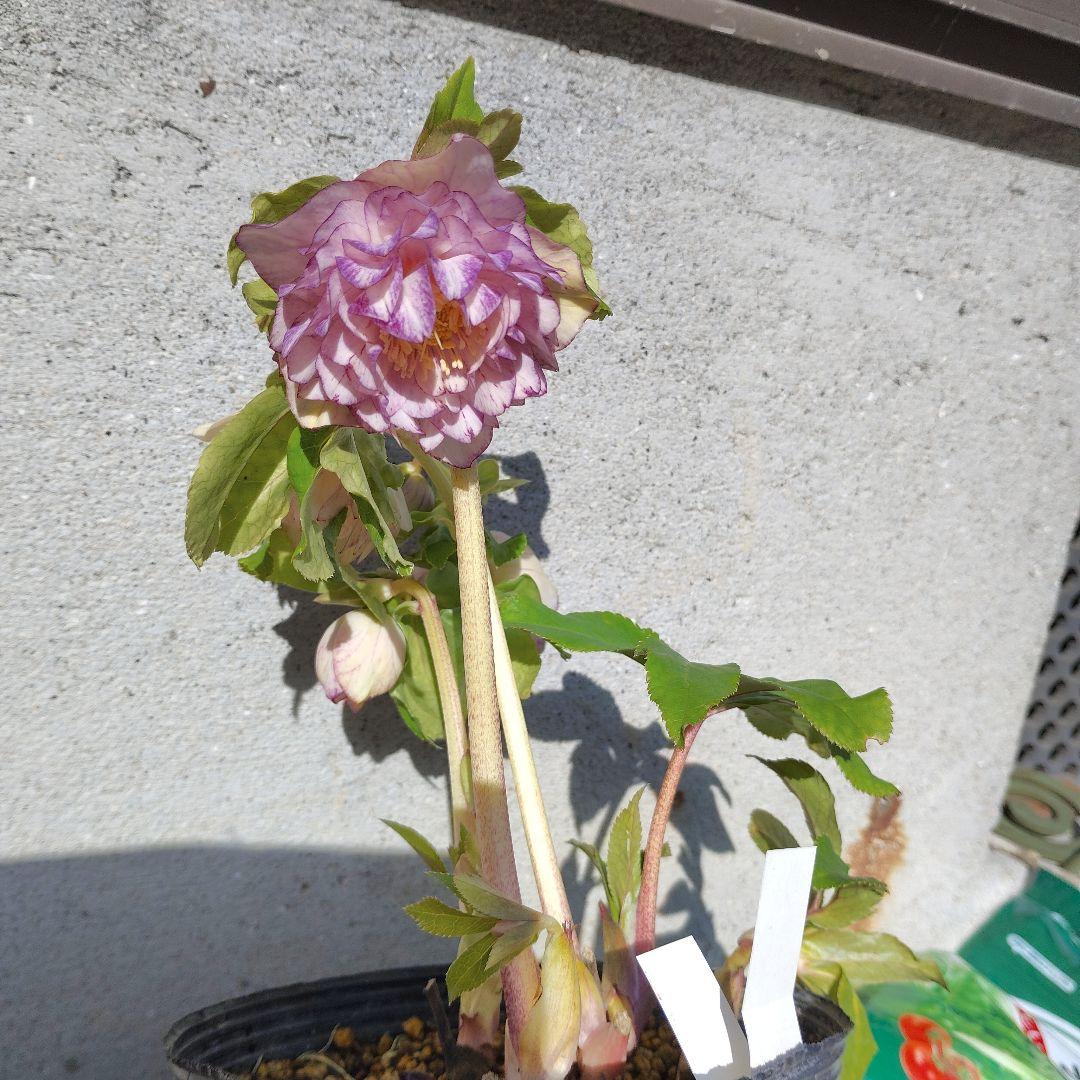 クリスマスローズ(プリマホワイトゴールド)