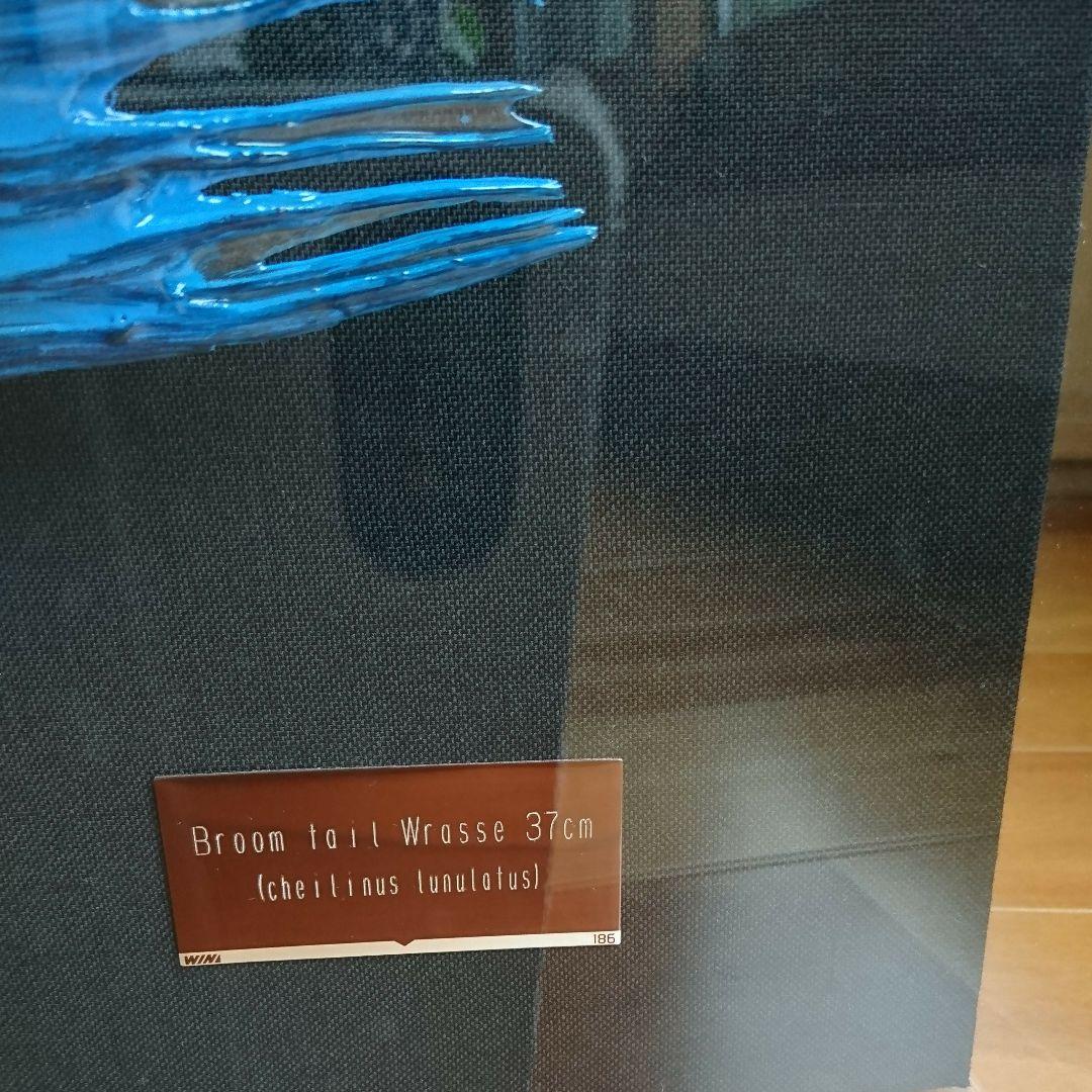 ブルームテールラス 海水魚 剥製