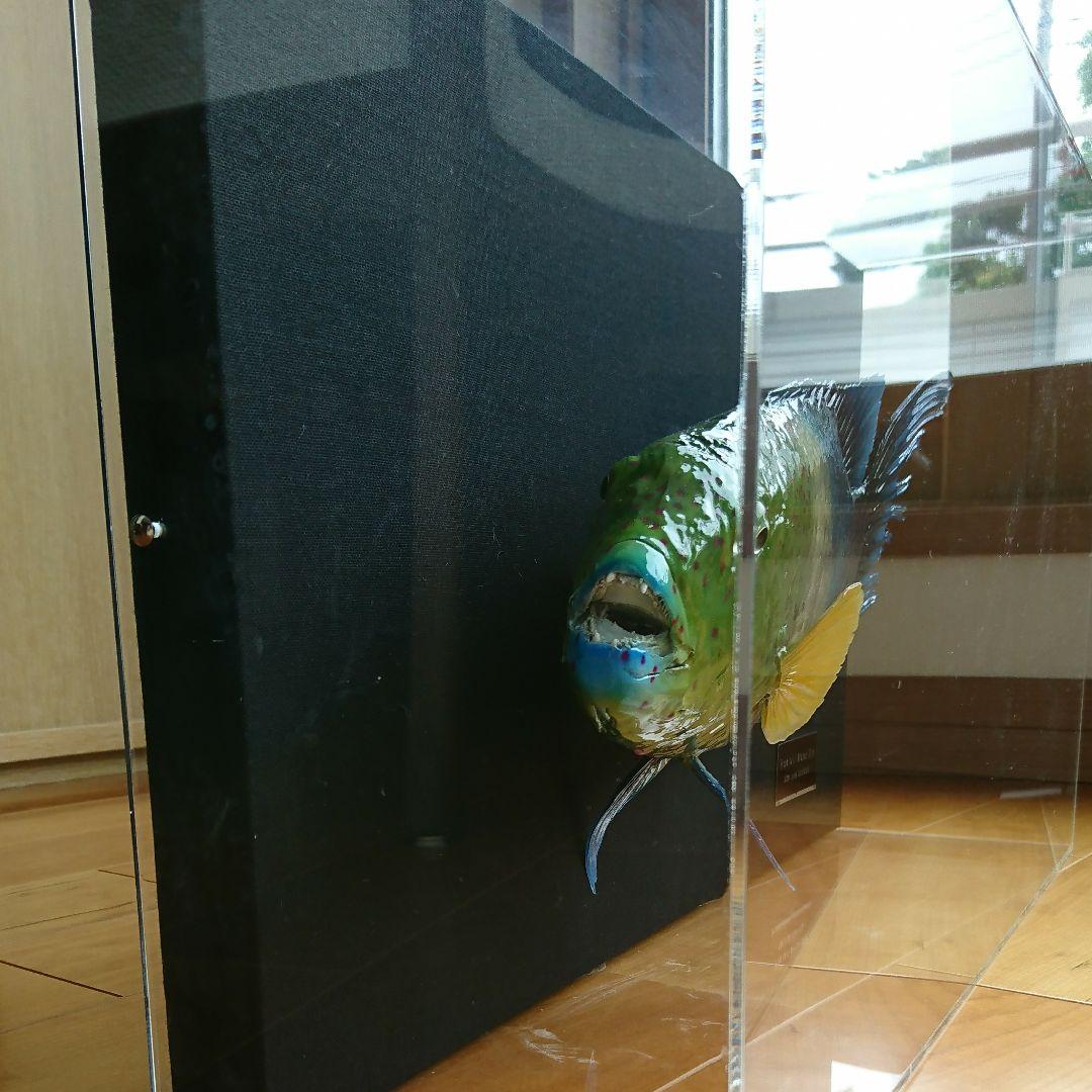 ブルームテールラス 海水魚 剥製