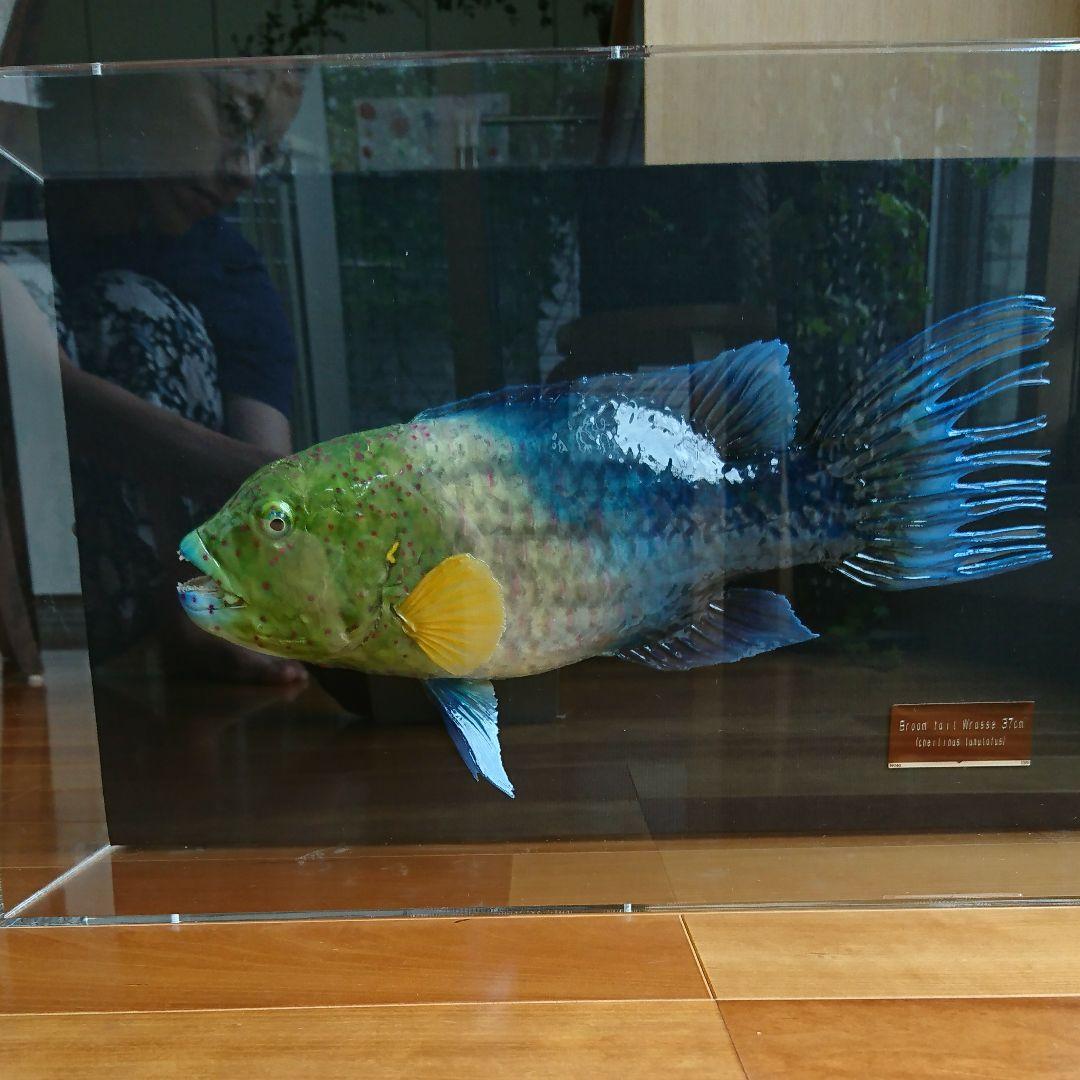 ブルームテールラス 海水魚 剥製