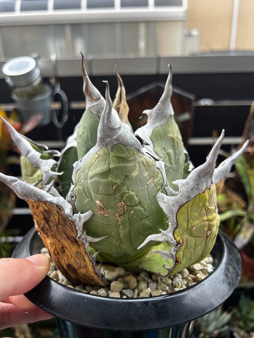 アガベ チタノタ オテロイ オアハカ ワイルド大株