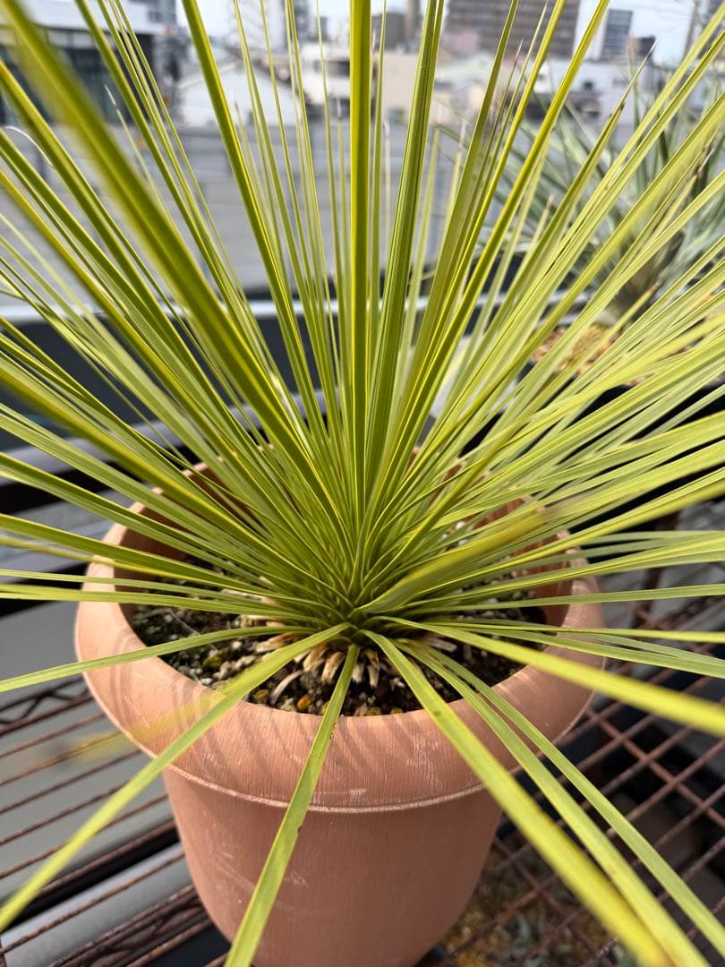 【タイムセール】ユッカ・トンプソニアーナ / レア ロストラータ