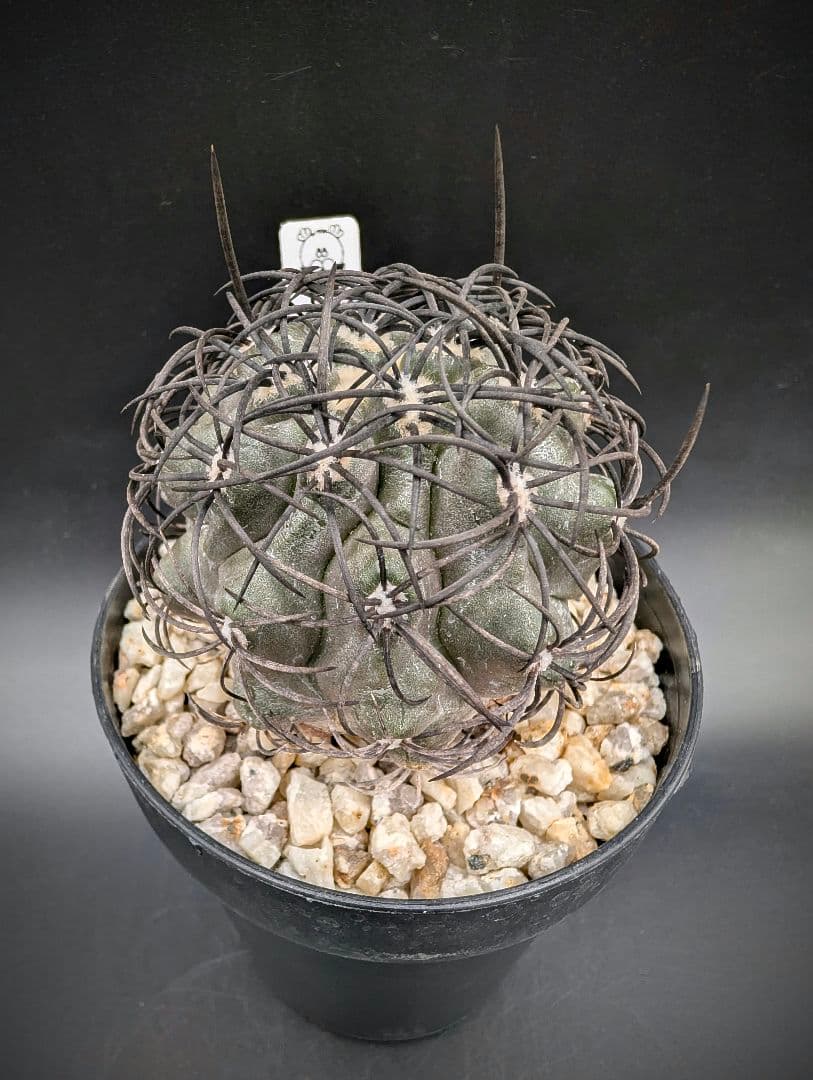 ハ*チ様 グリセオビオラセア 鉢植え メルカリ便送料込み