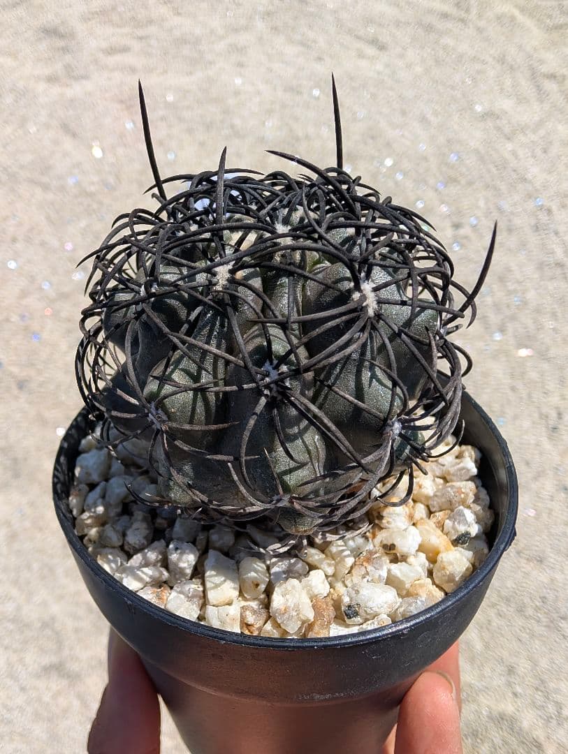 ハ*チ様 グリセオビオラセア 鉢植え メルカリ便送料込み