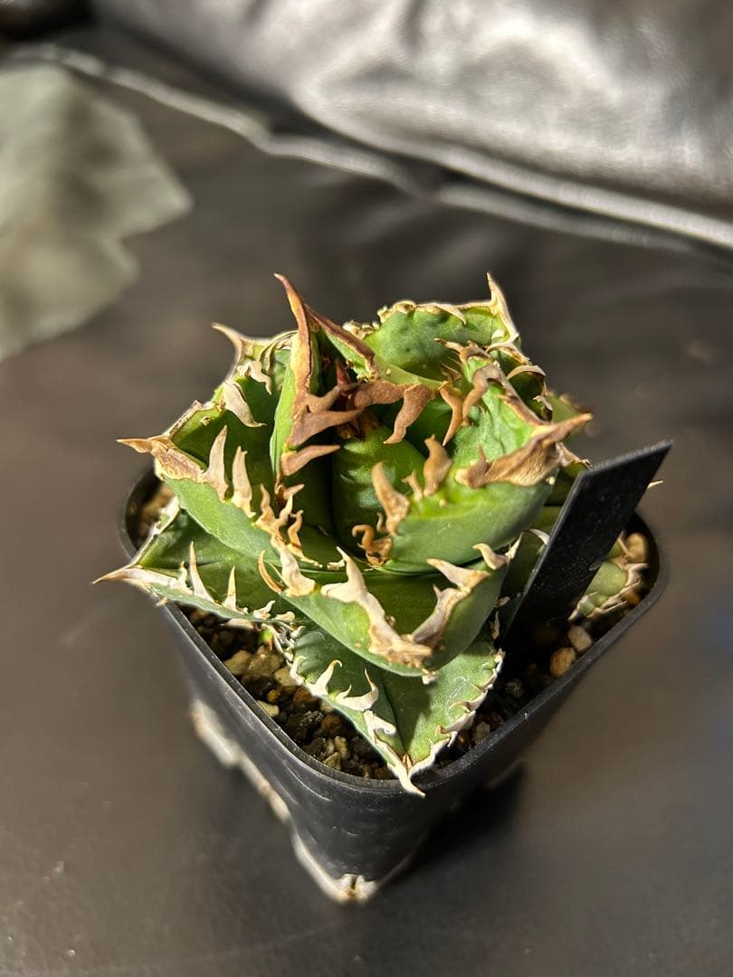 皇冠　クラウン　crown アガベ