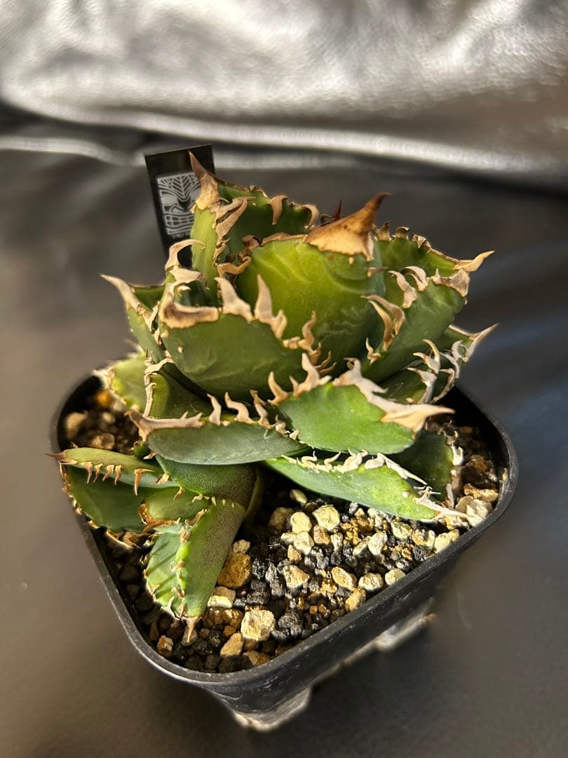 皇冠　クラウン　crown アガベ