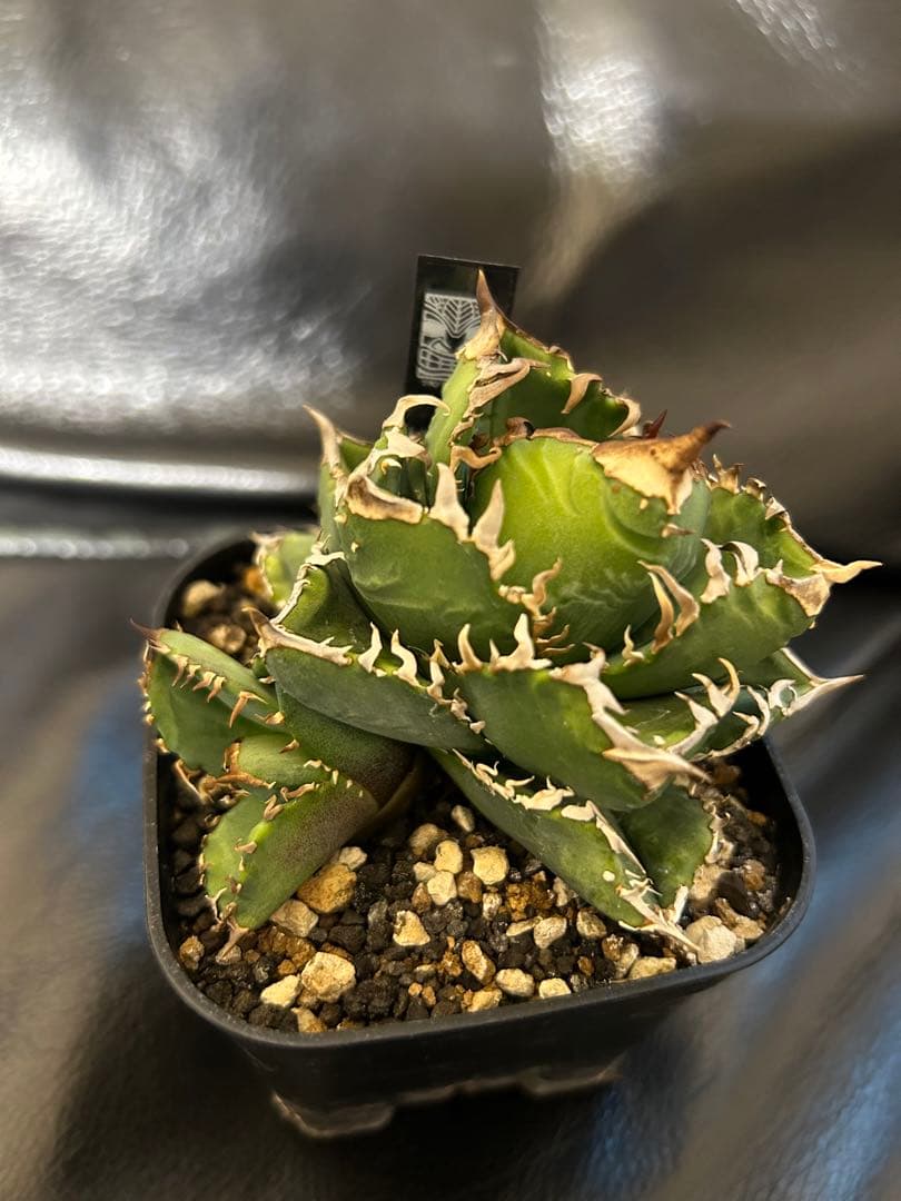 皇冠　クラウン　crown アガベ