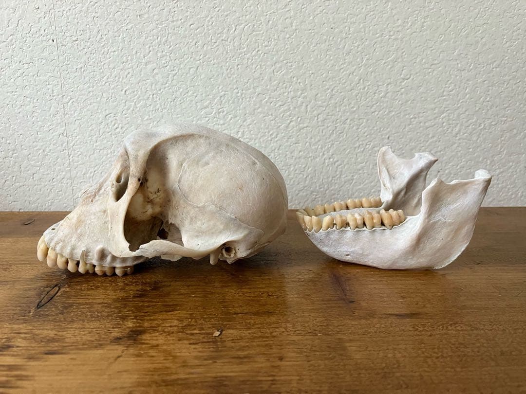 【希少 】ニホンザルの頭骨（スカル）