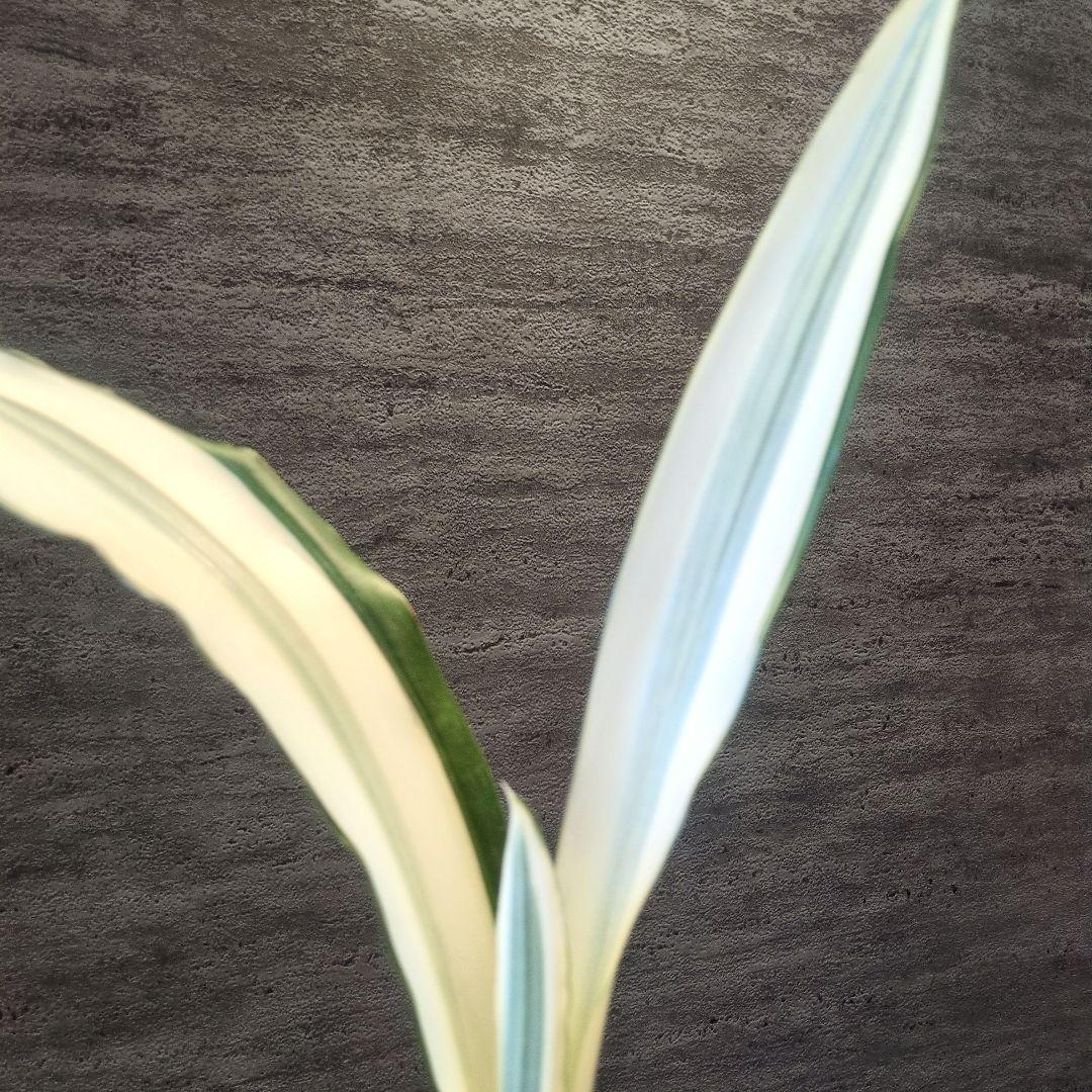 祥製作　ビューティークイーン　ラスト1株　輸入株　ロリダ　多肉植物　アガベ