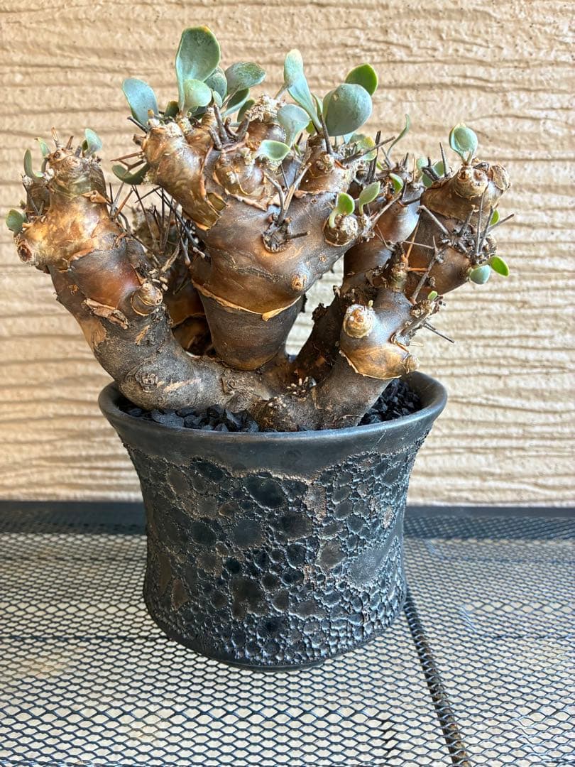 オトンナ ユーフォルビオイデス