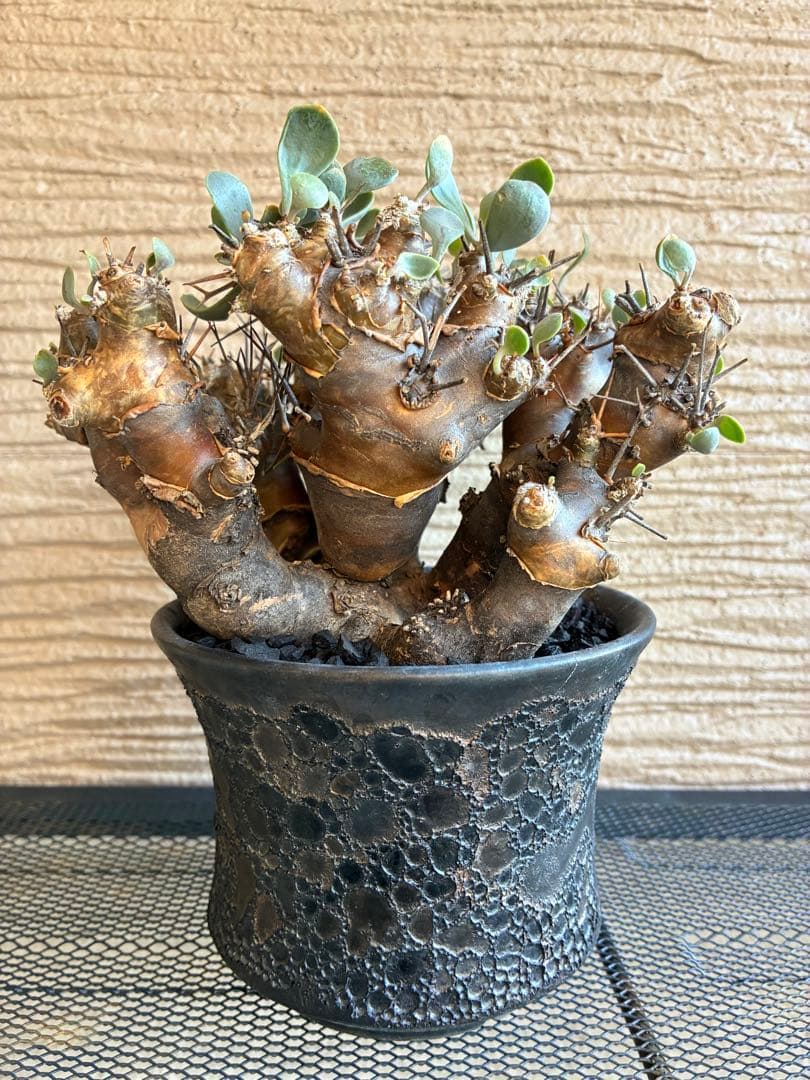 オトンナ ユーフォルビオイデス