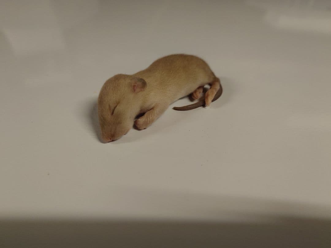 国産冷凍ラット 23g前後 80匹セット