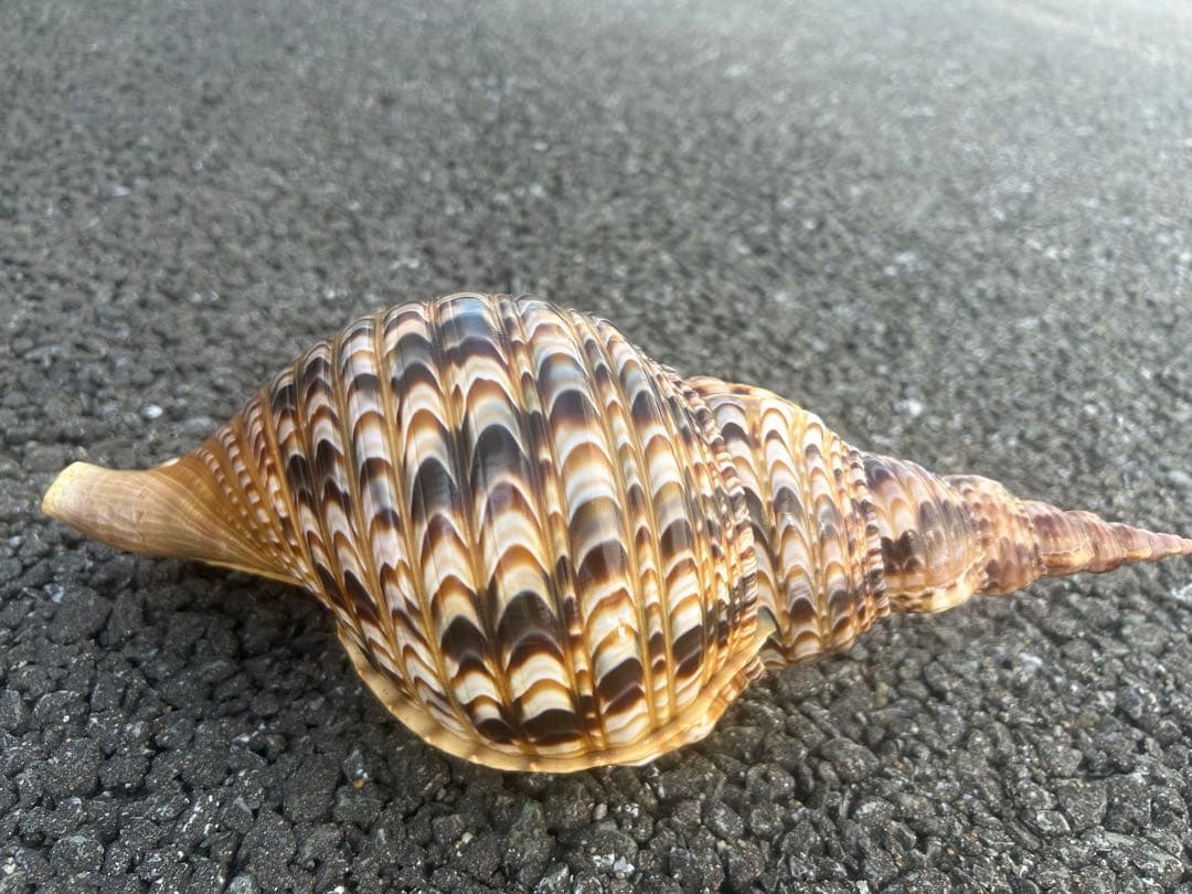 美品　法螺貝　直線31.5cm コレクション