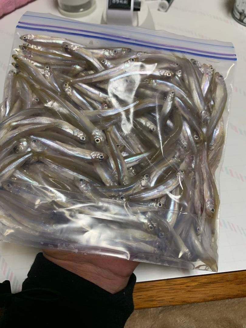 ワカサギステンレス穂先　 285ミリ　　２本