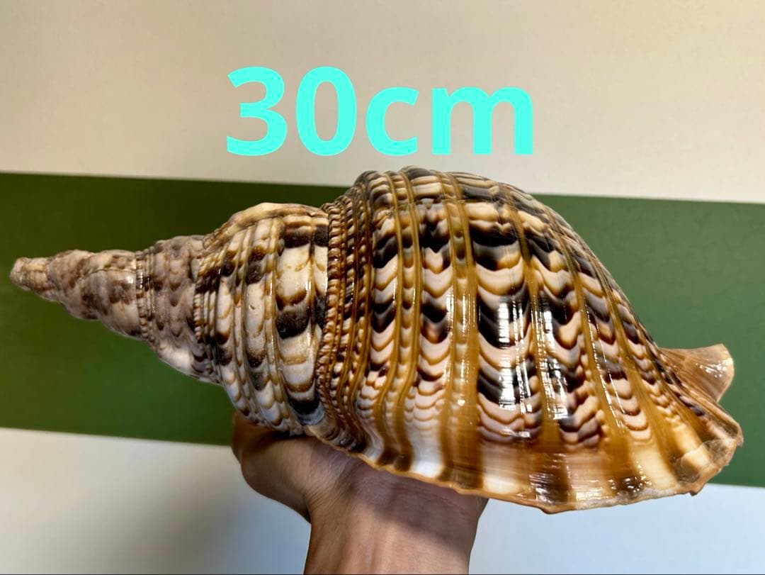 法螺貝30cm 天然そのままの色、厚みのある美しい貝殻です。