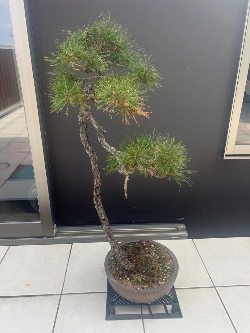 赤松 文人木 盆栽 高さ約90cm