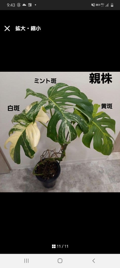 plant☆様