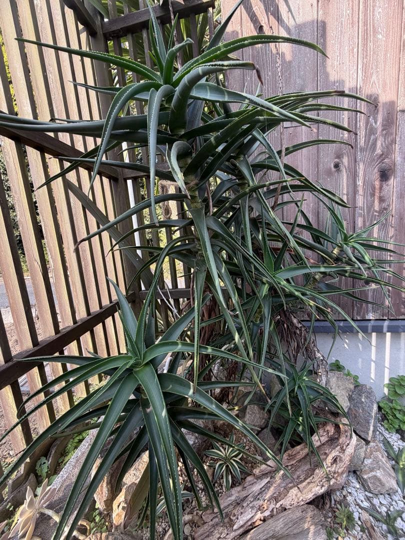 耐寒性アロエ　ストリアツラ複数大株◇ドライガーデン多肉サボテン島アガベ　ユッカ