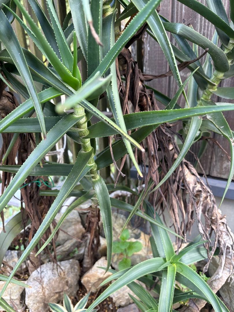 耐寒性アロエ　ストリアツラ複数大株◇ドライガーデン多肉サボテン島アガベ　ユッカ