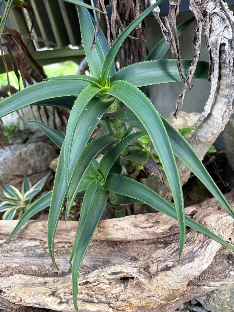 耐寒性アロエ　ストリアツラ複数大株◇ドライガーデン多肉サボテン島アガベ　ユッカ