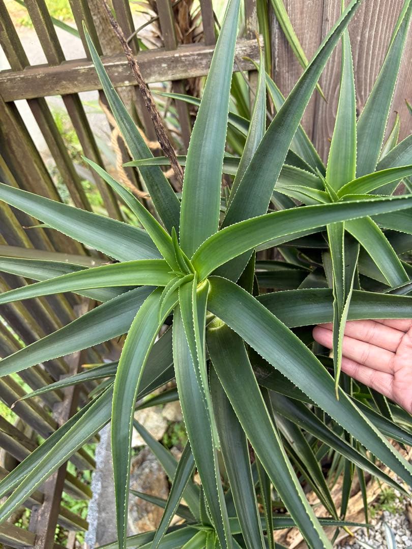 耐寒性アロエ　ストリアツラ複数大株◇ドライガーデン多肉サボテン島アガベ　ユッカ