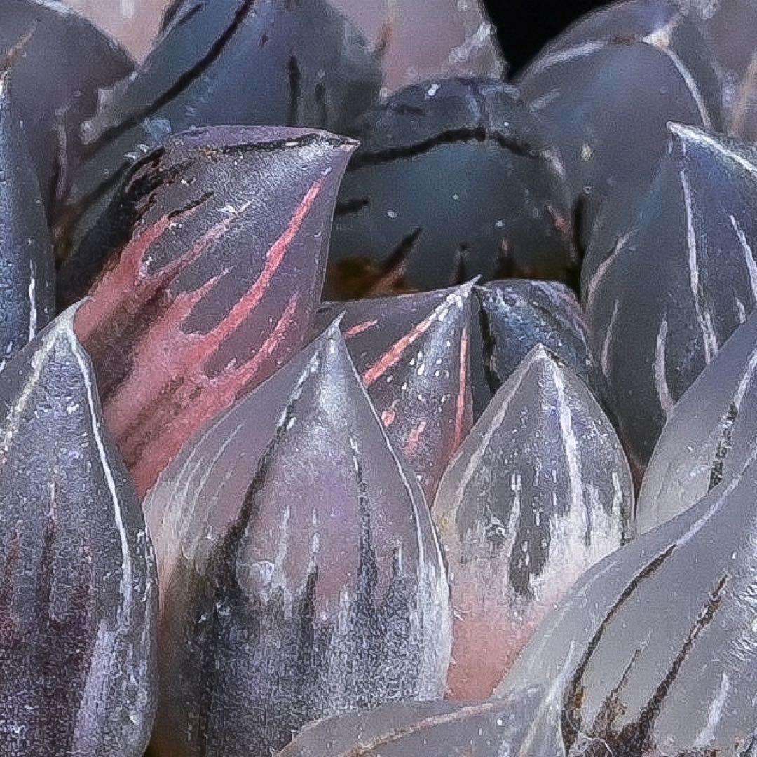 ハオルチア 漆黒オブツーサ錦 極上斑