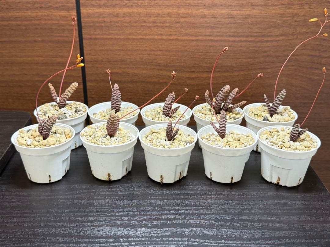 【特価】Bulbine Bruynsiiブルビネブルインシー 10株 つくし玉