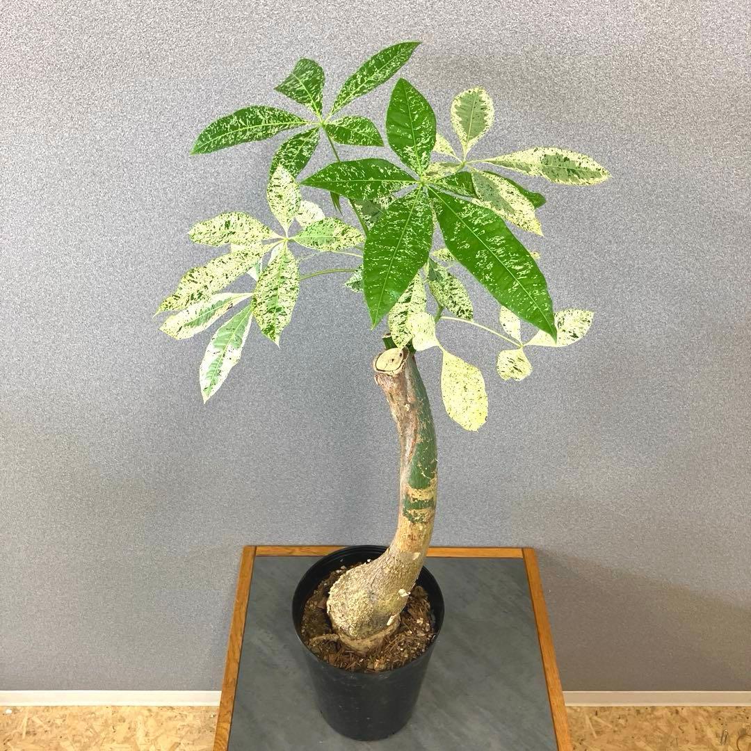 超希少❗️パキラ　ミルキーウェイ　接木✨