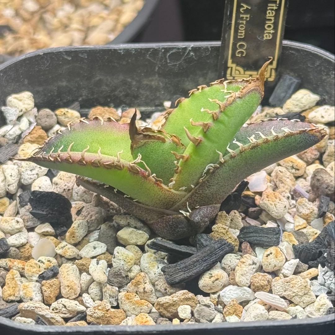 【発根済】アガベ スーパーチタノタ 子株