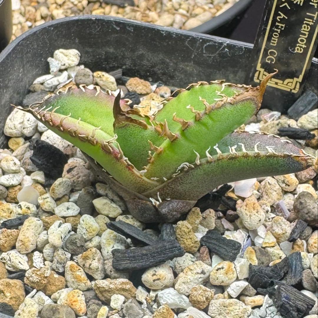 【発根済】アガベ スーパーチタノタ 子株