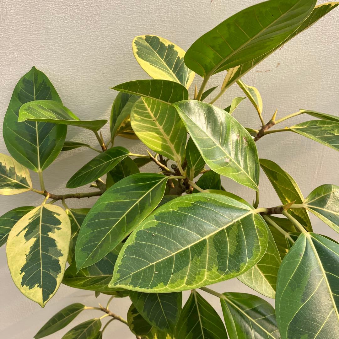 フィカス　アルテシーマ　曲がり　鉢皿付き