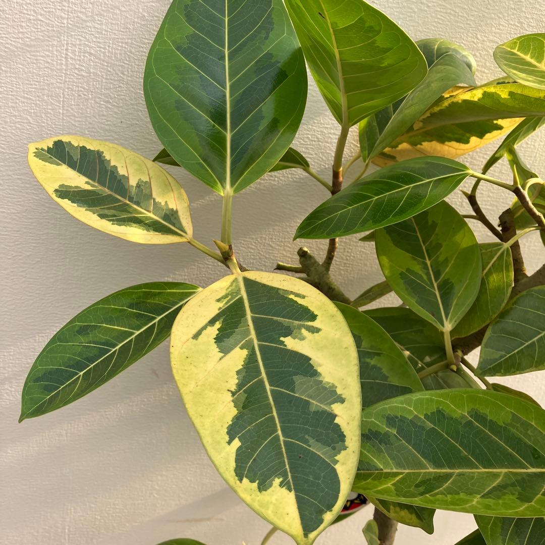 フィカス　アルテシーマ　曲がり　鉢皿付き