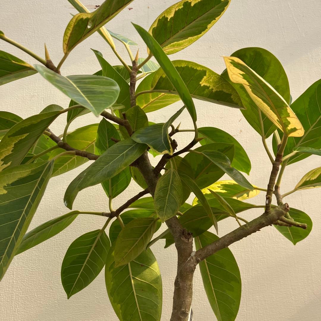 フィカス　アルテシーマ　曲がり　鉢皿付き