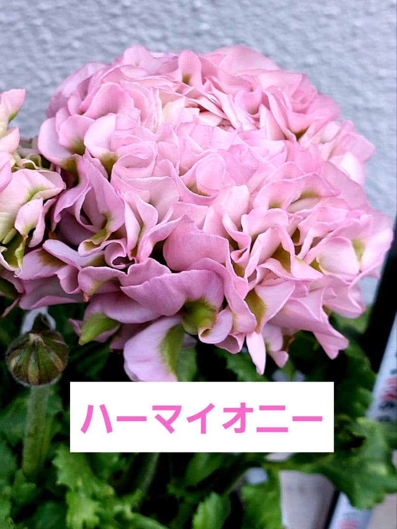 レア色、ラナンキュラスポンポン『ハーマイオニー』透け感綺麗な5号鉢植え大苗②